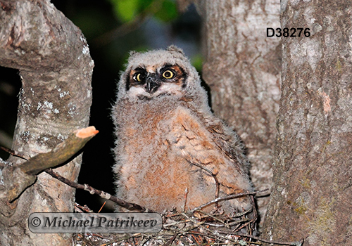Bubo virginianus